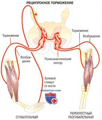 Шагание на месте. Чесательный рефлекс и рефлексы мышечного спазма