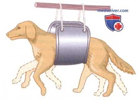 Шагание на месте. Чесательный рефлекс и рефлексы мышечного спазма