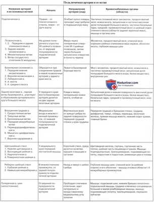 Анатомия: Подключичная артерия, a. subclavia. Ветви первого отдела подключичной артерии: позвоночная артерия, щитошейный ствол, внутренняя грудная артерия и Вилизиев круг