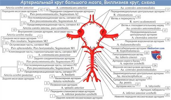 Анатомия: Подключичная артерия, a. subclavia. Ветви первого отдела подключичной артерии: позвоночная артерия, щитошейный ствол, внутренняя грудная артерия и Вилизиев круг