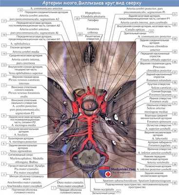 Анатомия: Подключичная артерия, a. subclavia. Ветви первого отдела подключичной артерии: позвоночная артерия, щитошейный ствол, внутренняя грудная артерия и Вилизиев круг