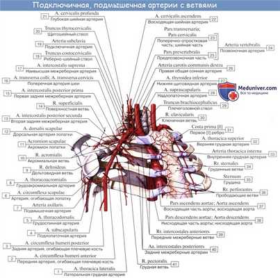Анатомия: Подключичная артерия, a. subclavia. Ветви первого отдела подключичной артерии: позвоночная артерия, щитошейный ствол, внутренняя грудная артерия и Вилизиев круг