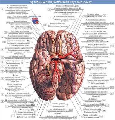 Анатомия: Подключичная артерия, a. subclavia. Ветви первого отдела подключичной артерии: позвоночная артерия, щитошейный ствол, внутренняя грудная артерия и Вилизиев круг
