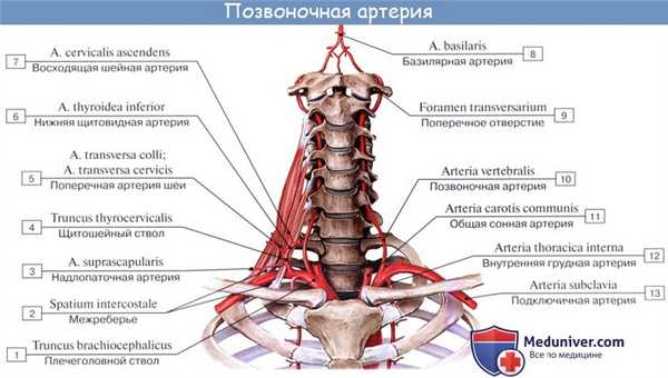 Анатомия: Подключичная артерия, a. subclavia. Ветви первого отдела подключичной артерии: позвоночная артерия, щитошейный ствол, внутренняя грудная артерия и Вилизиев круг