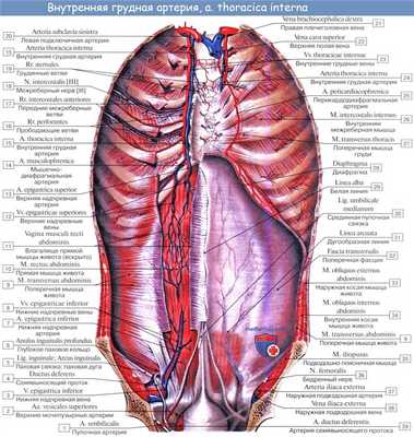 Анатомия: Подключичная артерия, a. subclavia. Ветви первого отдела подключичной артерии: позвоночная артерия, щитошейный ствол, внутренняя грудная артерия и Вилизиев круг