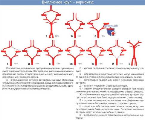 Анатомия: Подключичная артерия, a. subclavia. Ветви первого отдела подключичной артерии: позвоночная артерия, щитошейный ствол, внутренняя грудная артерия и Вилизиев круг
