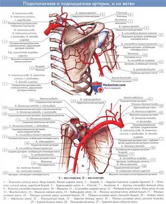 Анатомия: Подключичная артерия, a. subclavia. Ветви первого отдела подключичной артерии: позвоночная артерия, щитошейный ствол, внутренняя грудная артерия и Вилизиев круг