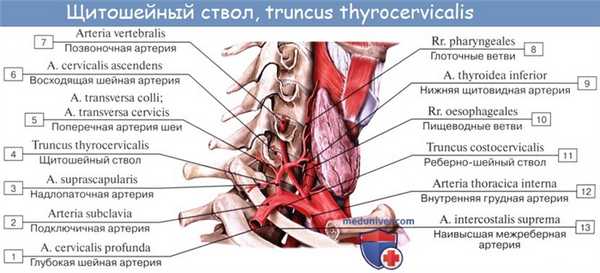 Анатомия: Подключичная артерия, a. subclavia. Ветви первого отдела подключичной артерии: позвоночная артерия, щитошейный ствол, внутренняя грудная артерия и Вилизиев круг