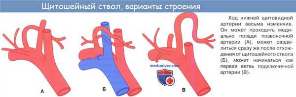 Анатомия: Подключичная артерия, a. subclavia. Ветви первого отдела подключичной артерии: позвоночная артерия, щитошейный ствол, внутренняя грудная артерия и Вилизиев круг