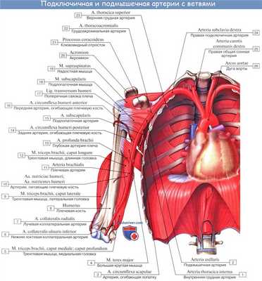 Анатомия: Подключичная артерия, a. subclavia. Ветви первого отдела подключичной артерии: позвоночная артерия, щитошейный ствол, внутренняя грудная артерия и Вилизиев круг