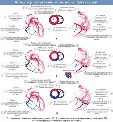 Анатомия: Кровоснабжение сердца. Питание сердца. Венечные артерии сердца
