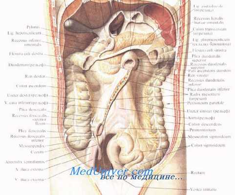 Толстая кишка. Отделы толстой кишки. Различия между тонкой и толстой кишкой.