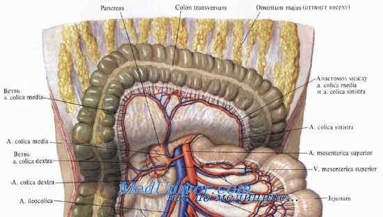 Поперечная ободочная кишка. Топография поперечной ободочной кишки. Кровоснабжение поперечной ободочной кишки