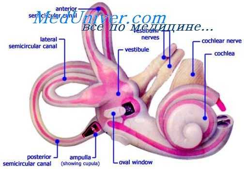внутреннее ухо