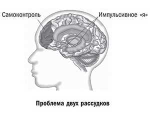 Как устроена префронтальная кора