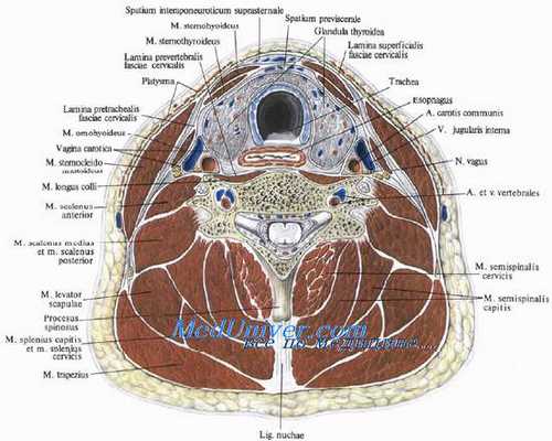 топография шеи