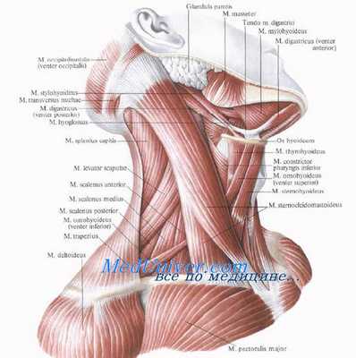 топография шеи