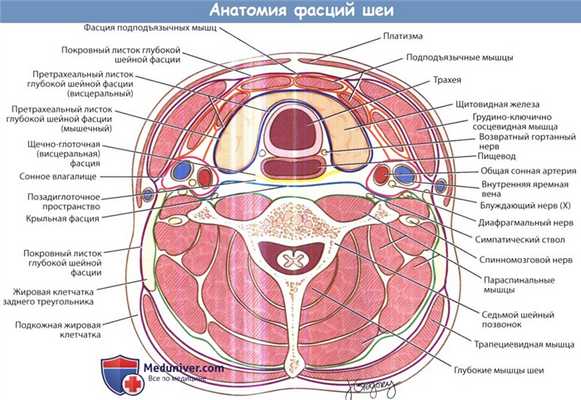 Анатомия фасций шеи