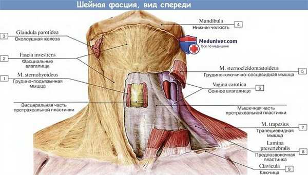 Анатомия: Шейная фасция