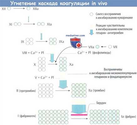 Угнетение каскада коагуляции In vivo