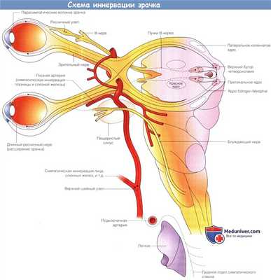 Схема иннервации зрачка