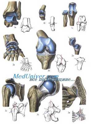 Классификация суставов