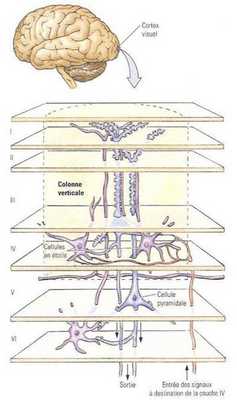 Корковые слои первичной зрительной коры