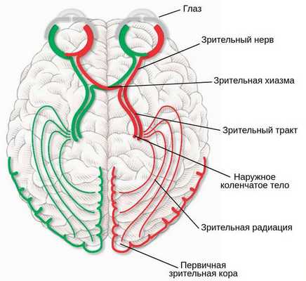 Путь зрительного анализатора