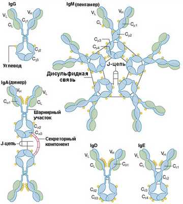 Иммуноглобулины