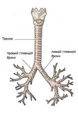 строение верхних дыхательных путей.jpg