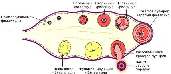 Развитие фолликула в яичнике