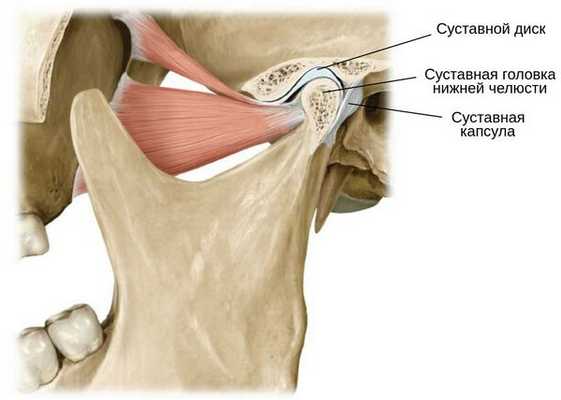 Суставная головка нижней челюсти
