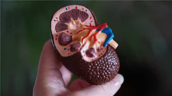 КТ почек с контрастом