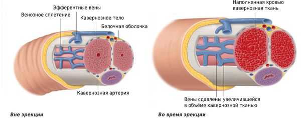 Строение полового члена