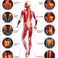 Боли в мышцах