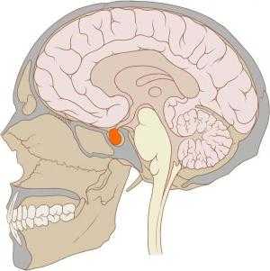 Гипофиз внутри турецкого седла