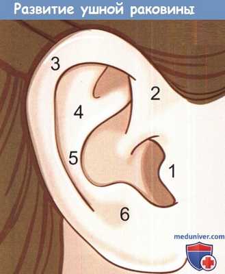 Развитие ушной раковины из бугорков Гиса