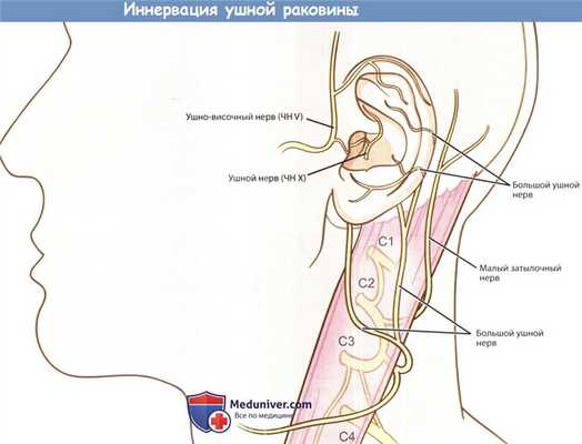 Иннервация (нервы) ушной раковины
