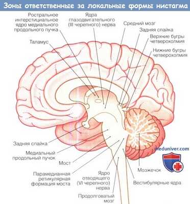 Зоны мозга ответственные за локальные формы нистагма