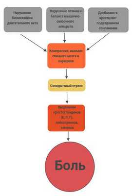 Механизм развития боли при дорсопатии