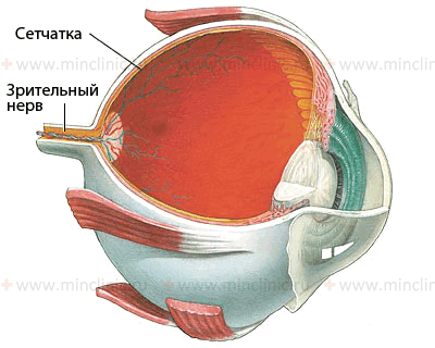 Собранная сетчаткой световая информация передаётся по зрительному нерву в головной мозг для обработки и анализа полученных данных с последующим восприятием увиденного.