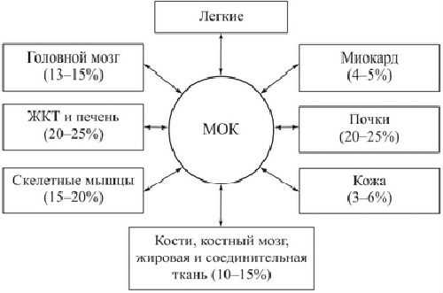Минутный объем крови
