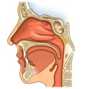 Опухоли носа и придаточных пазух