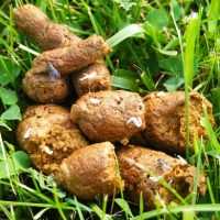 Лямблии в кале