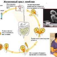 Жизненный цикл лямблии