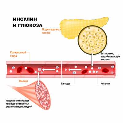 Инсулин и глюкоза.jpg
