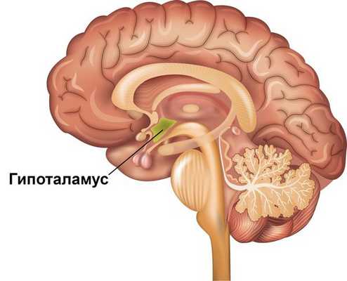 Гипоталамус