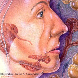 Схема расположения слюнных желёз