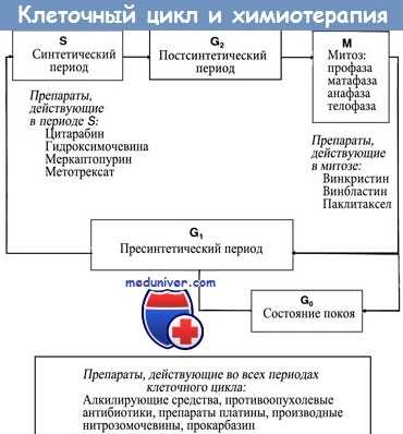 Клеточный цикл и противоопухолевые препараты