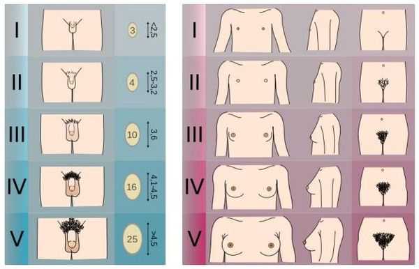 Шкала Таннера